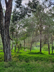 Fototapeta premium Sunlit Eucalyptus Forest with Vibrant Green Groundcover