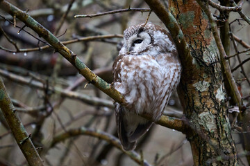 Boreal owl (Aegolius funereus)