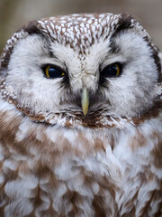 Boreal owl (Aegolius funereus)