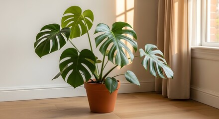 Fototapeta premium Monstera deliciosa plant in a terracotta pot by the window