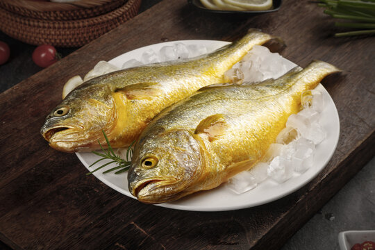 Fresh Caught Yellow Croaker Fish on Ice - Zhoushan Seafood