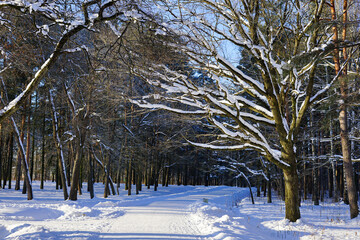 Sunlit Winter Path Through a Snow-Covered Forest