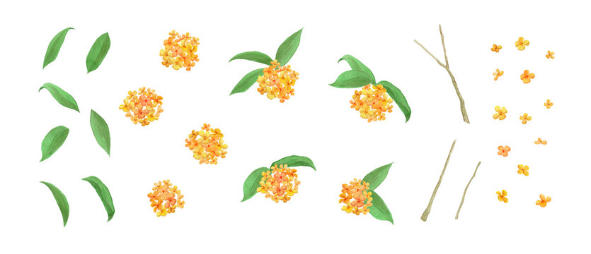 Watercolor fragrant orange osmanthus flower set, hand-painted botanical elements of flowers and leaves -300dpi-