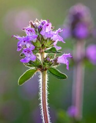Close-up of delicate purple flowers on a slender green stem