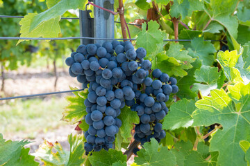Large bunche of red wine grapes in summer vineyard.