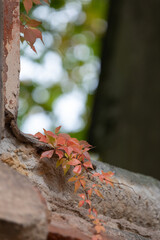 Church Wachau, Germany, Leipzig