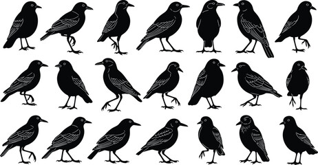 Obraz premium Set of black bird silhouettes isolated on white background with various standing and walking poses including crow raven starling and blackbird vector illustration icons