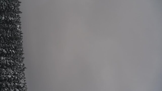 雪原と針葉樹の森