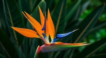 The exotic Bird of Paradise bloom, featuring vivid orange sepals and bright blue petals, stands out majestically against the deep, dark tropical foliage.