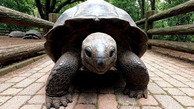 This is a low-angle, eye-level shot of a very large Aldabra giant tortoise.