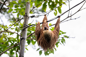 Naklejka premium Two-toed sloth hanging upside down on power lines attached to a utility pole in tropical forest, showing adaptation of wild animal to human infrastructure and coexistence of wildlife and civilization 