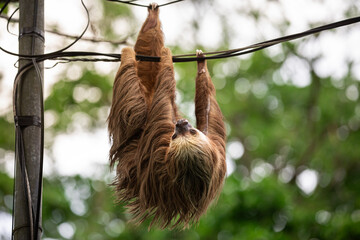 Naklejka premium Two-toed sloth hanging upside down on power lines attached to a utility pole in tropical forest, showing adaptation of wild animal to human infrastructure and coexistence of wildlife and civilization 