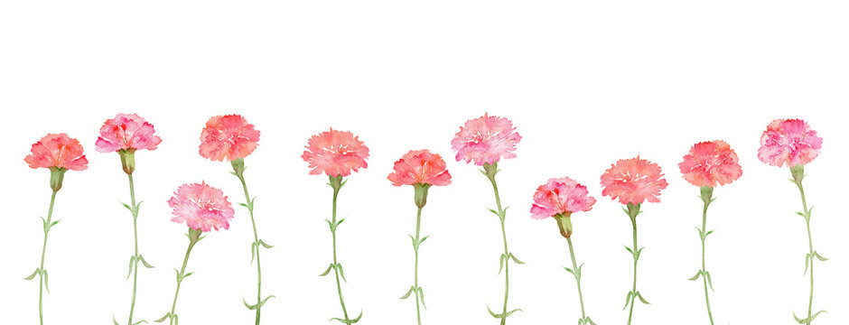 Watercolor carnation flower border, horizontal lower frame illustration for Mother's Day and floral design.-300dpi-