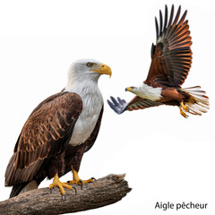 Obraz premium aigle pêcheur, oiseau, animal, faune, bec, aigle, prédateur, rapace, sauvage, chasse, aviaire, chasseur, carnivore, en vol, chouette