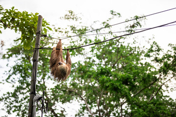 Obraz premium Two-toed sloth hanging upside down on power lines attached to a utility pole in tropical forest, showing adaptation of wild animal to human infrastructure and coexistence of wildlife and civilization 