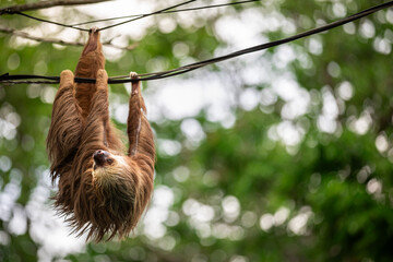 Naklejka premium Two-toed sloth hanging upside down on power lines attached to a utility pole in tropical forest, showing adaptation of wild animal to human infrastructure and coexistence of wildlife and civilization 