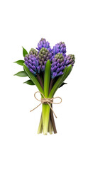 Fototapeta premium Vibrant purple hyacinth spring bouquet on transparent background png (बैंगनी हयासिंथ का गुलदस्ता)