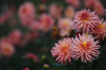 Dahlias and Cobwebs in Autumn