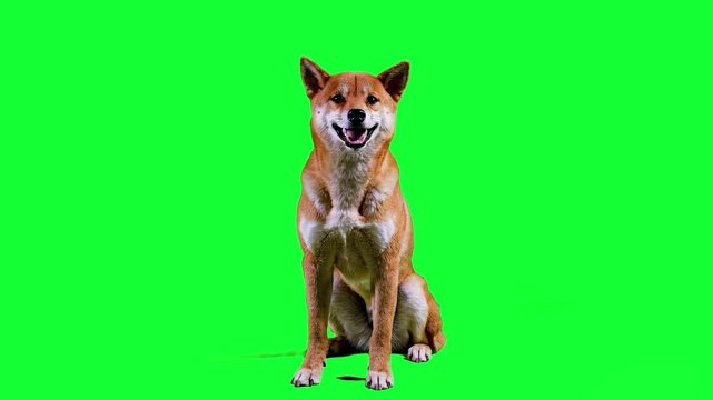 A cheerful Shiba Inu dog sits attentively on a vibrant green screen background. The realistic 3D model features a happy expression and panting animation, perfect for pet-themed advertising and social 