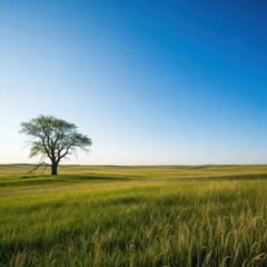 Fototapeta premium A sweeping, immense prairie landscape extending far beyond the view. Vast open grasslands under a huge blue sky reaching the horizon, sky, peaceful, vast