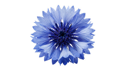 Vivid blue cornflower bloom with delicate petals isolated on transparent background