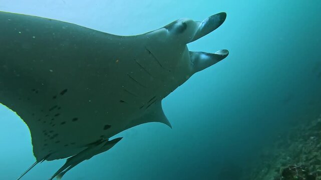 Close up of manta ray swimming. This video captures the intricate details of its skin and fins. Feel the power and elegance of the &laquo;sea devil&raquo; just meters away from the camera.