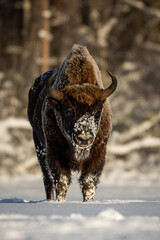 Mammals - European bison (Bison bonasus) in winter time, Knyszyn Forest (Poland)