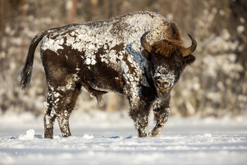 Mammals - European bison (Bison bonasus) in winter time, Knyszyn Forest (Poland)