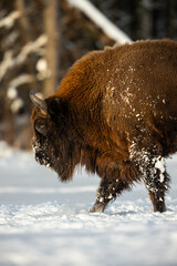 Mammals - European bison (Bison bonasus) in winter time, Knyszyn Forest (Poland)