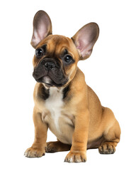 Obraz premium A brown and black french bulldog puppy sitting isolated on transparent background