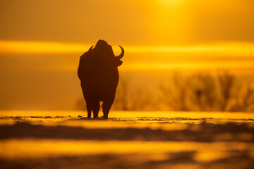 Mammals - European bison (Bison bonasus) in winter time, Knyszyn Forest (Poland)