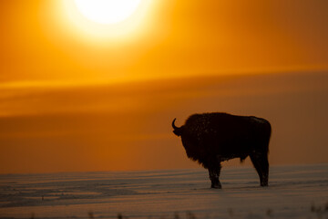Mammals - European bison (Bison bonasus) in winter time, Knyszyn Forest (Poland)