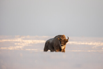 Mammals - European bison (Bison bonasus) in winter time, Knyszyn Forest (Poland)