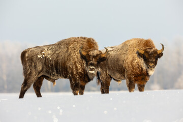 Mammals - European bison (Bison bonasus) in winter time, Knyszyn Forest (Poland)