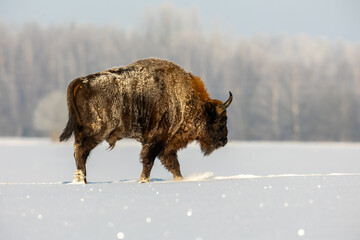 Mammals - European bison (Bison bonasus) in winter time, Knyszyn Forest (Poland)