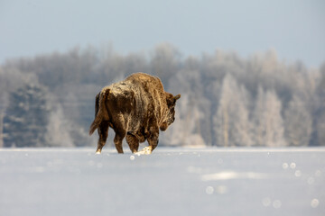 Mammals - European bison (Bison bonasus) in winter time, Knyszyn Forest (Poland)