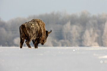Mammals - European bison (Bison bonasus) in winter time, Knyszyn Forest (Poland)