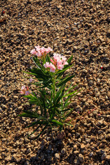 Recently planted dwarf Nerium petite oleander with soft pink flowers in xeriscaped grounds