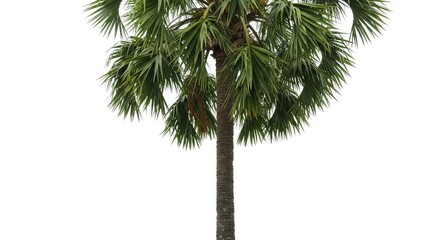 Tall palm tree with lush green leaves on white background
