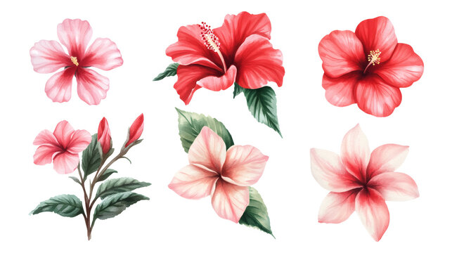 Set of red and pink hibiscus flowers with green leaves, watercolor botanical illustrations isolated on transparent background, tropical floral collection for design