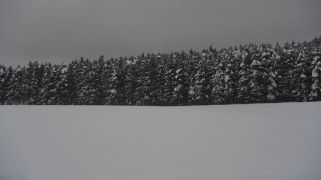 雪原と針葉樹の森