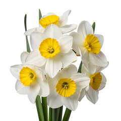 Fototapeta premium white daffodils with bright yellow core isolated on transparent or white background. PNG 