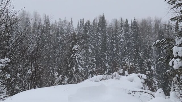 Snowfall in a coniferous forest in northeastern Europe on a winter day