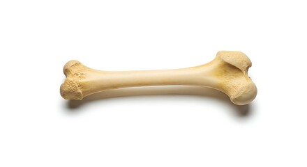 dog bone isolated on white