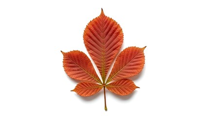 red autumn leaf