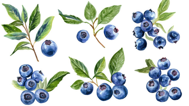 Watercolor illustration of blueberries and green leaves on transparent background, assorted clusters and single berries, bright botanical composition