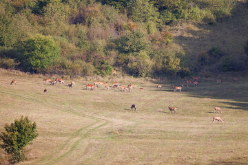 Obraz premium Herd of red deer (Cervus elaphus) grazing in open meadow at forest edge, large group of wild deer in autumn landscape, natural European wildlife scene.