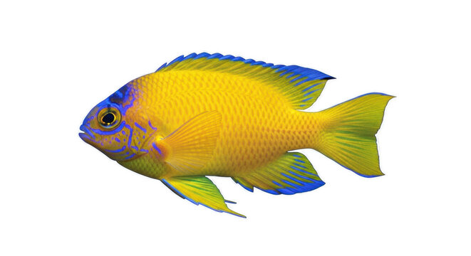 Vibrant golden damselfish with blue accents and outlined isolated on transparent background