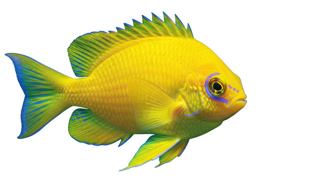 Vibrant golden damselfish with blue accents exotic marine life isolated on transparent background