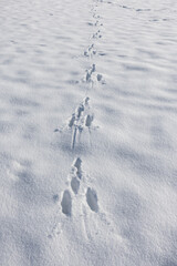 Obraz premium Spur eines Hasen im Schnee